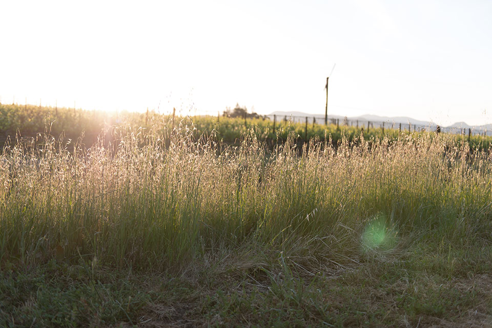 Bodacious Vineyards